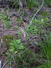 Phemeranthus mengesii