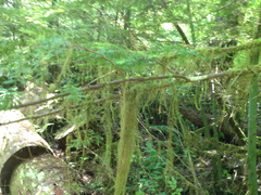 Pseudisothecium myosuroides