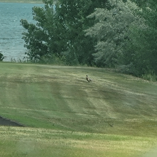 Ring-necked Pheasant