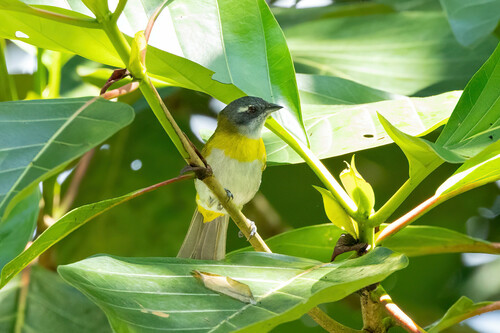 Chlorospingus canigularis signatus
