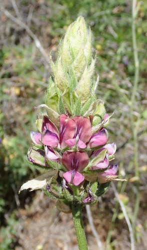 Creeping Leather Root