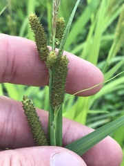 Carex shortiana