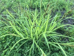 Carex shortiana