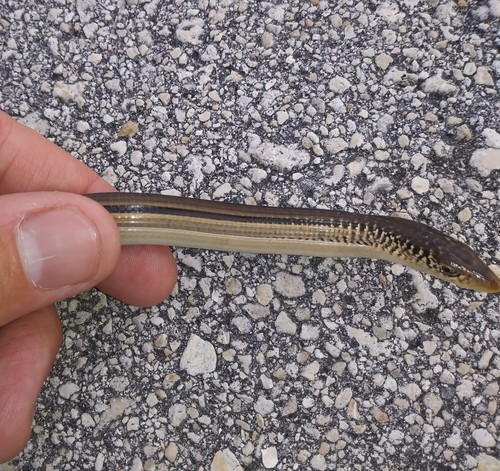 Ophisaurus compressus