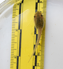 Lithobates sylvaticus