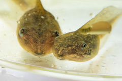 Lithobates sylvaticus