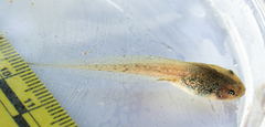Lithobates sylvaticus