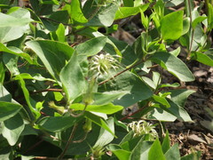 Clematis albicoma