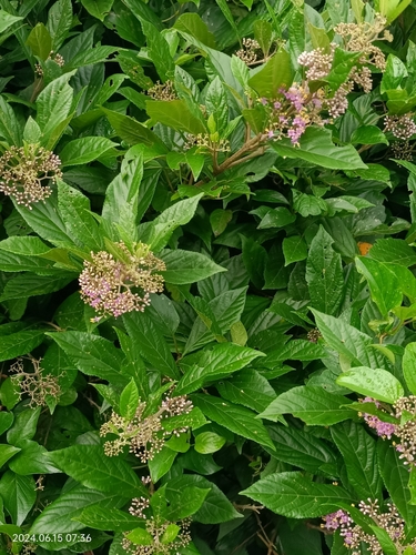 Callicarpa japonica iNat (2)