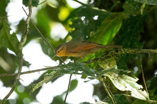 Dendroma rufa boliviana