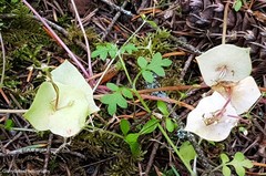 Claytonia rubra