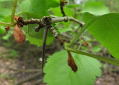Crataegus holmesiana