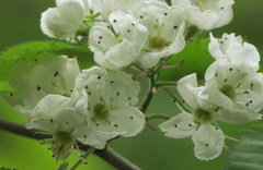 Crataegus holmesiana