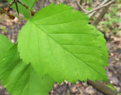 Crataegus holmesiana