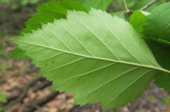 Crataegus holmesiana