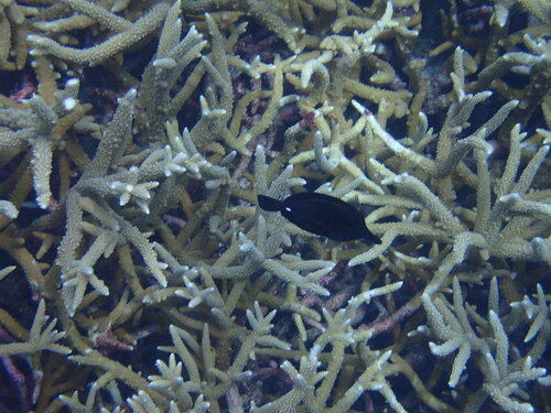 Zebrasoma rostratum observed 2023-01-02