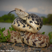 Bullsnake - Photo (c) Beren Erkan (herper/photographer), some rights reserved (CC BY-NC), uploaded by Beren Erkan (herper/photographer)