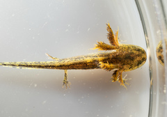 Ambystoma maculatum