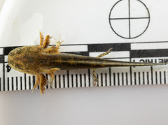 Ambystoma maculatum