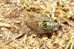 Neocicada hieroglyphica