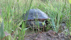 Phrynops geoffroanus