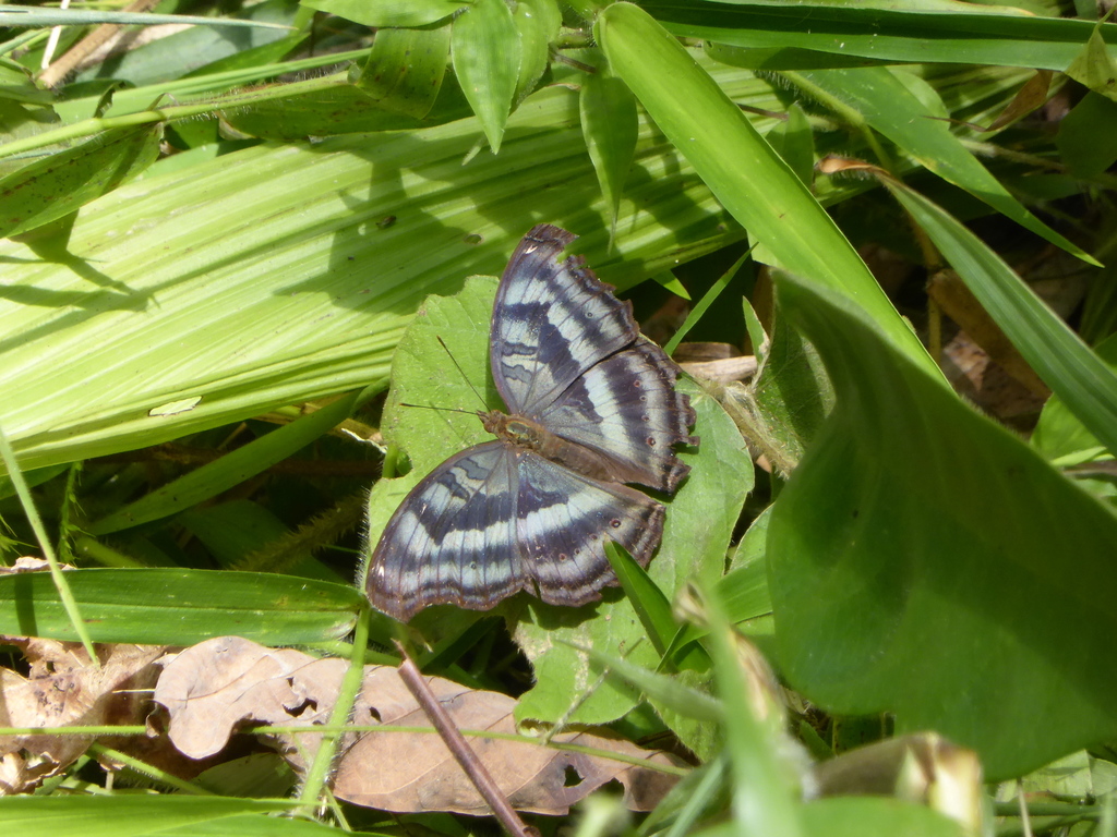 Chocolate Pansy