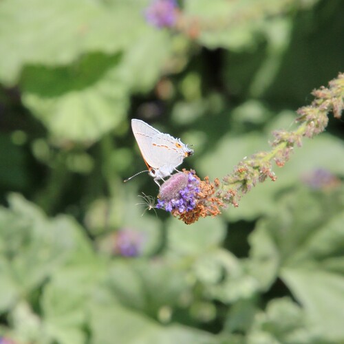 iNaturalist observation photo of Gray Hairstreak