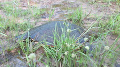 Phrynops geoffroanus