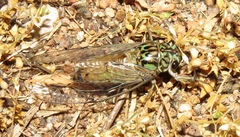 Neocicada hieroglyphica