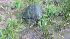 Phrynops geoffroanus
