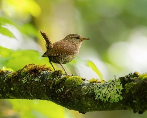Troglodyte des forêts (Troglodytes hiemalis)