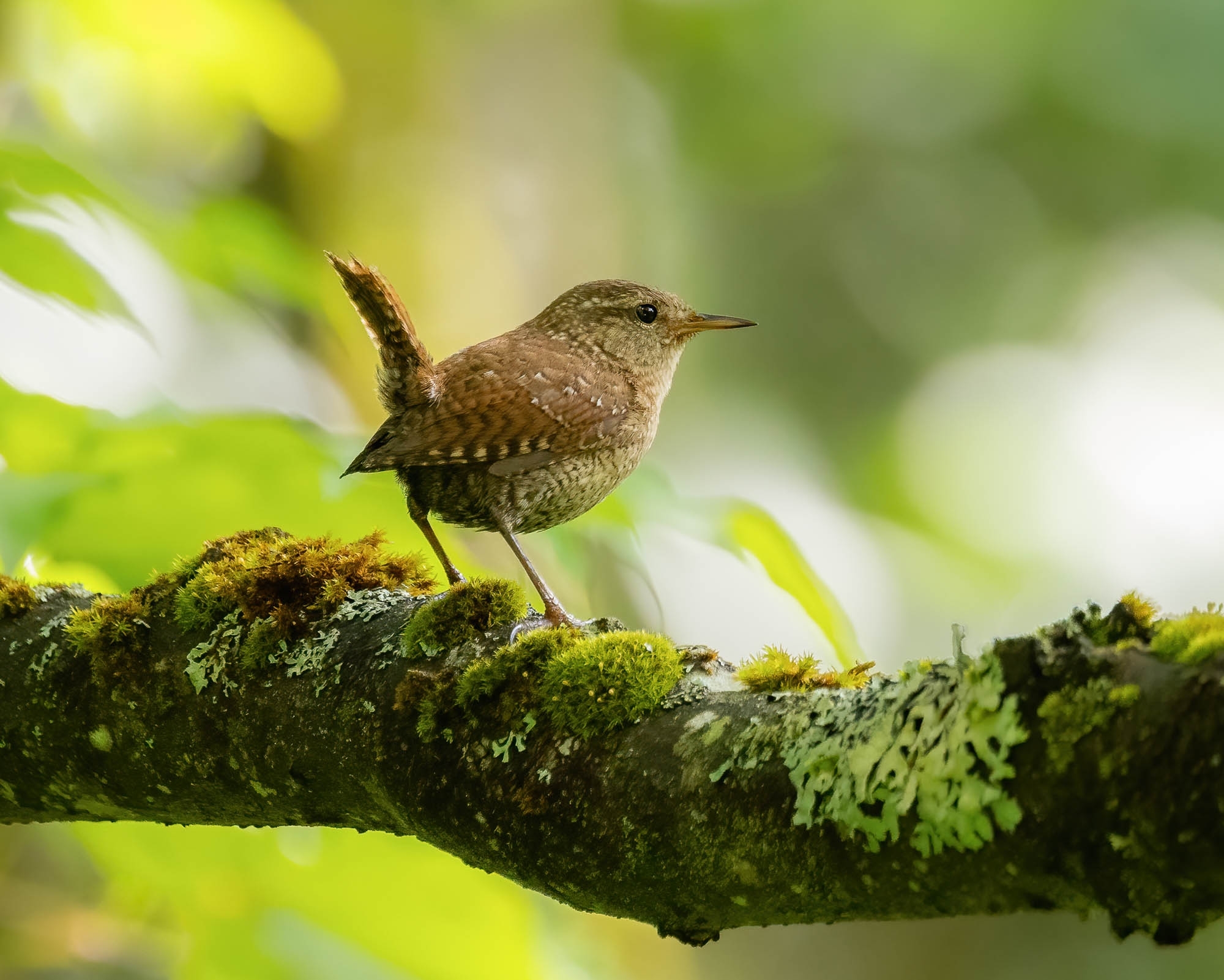 Winter Wren (Troglodytes hiemalis)