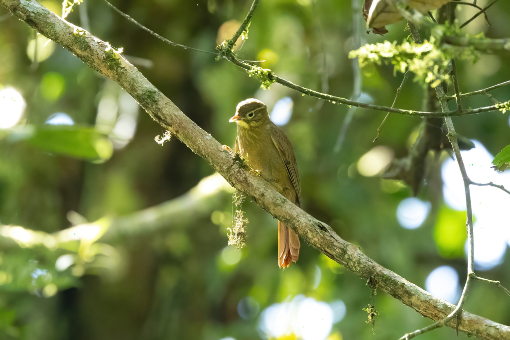 Montane Foliage-gleaner