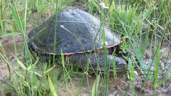 Phrynops geoffroanus