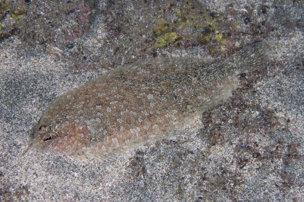 New Zealand Crested Flounder
