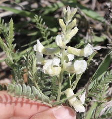 Sophora nuttalliana