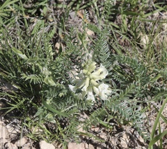 Sophora nuttalliana