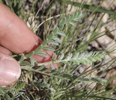 Sophora nuttalliana