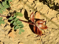 Astragalus cibarius