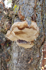 Phellinus pomaceoides