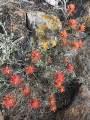 Castilleja chromosa