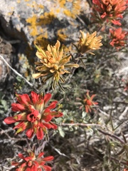 Castilleja chromosa