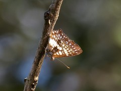 Ariconias glaphyra