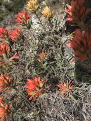 Castilleja chromosa