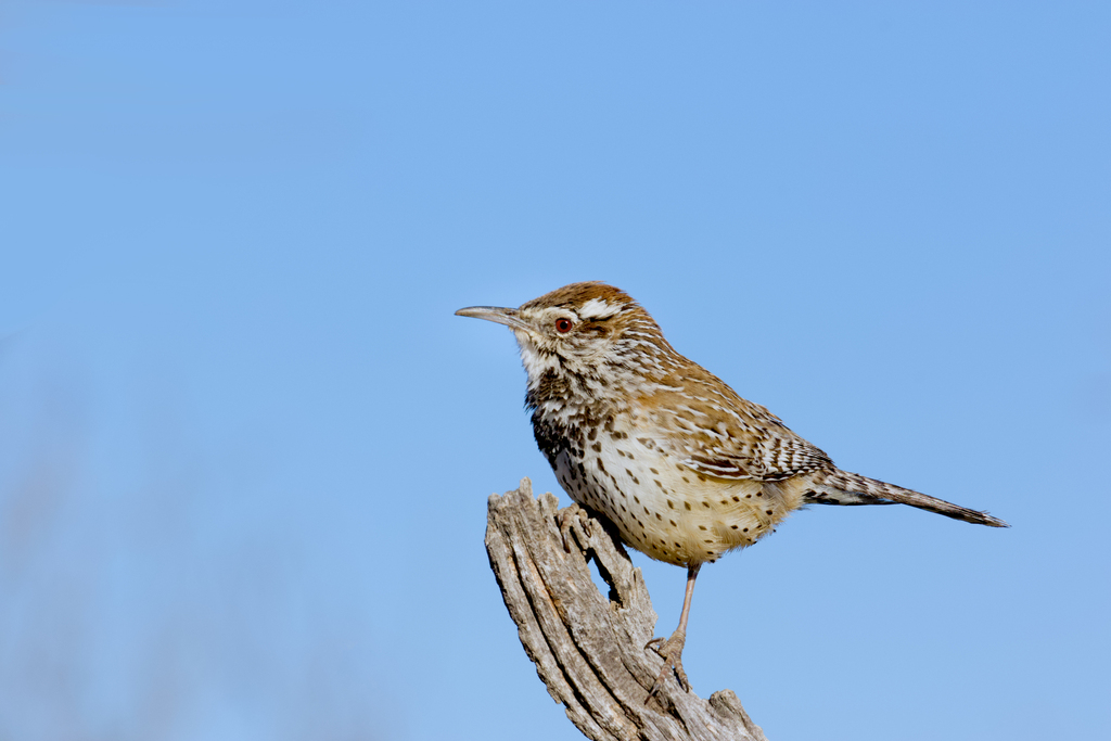 Mexican Cactus Wren