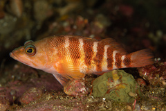 Redbanded Perch photo 4
