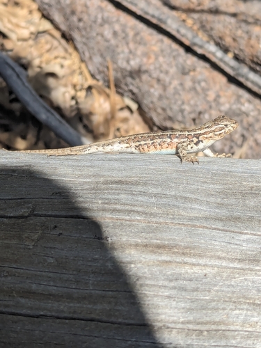 iNaturalist observation photo of Common Sagebrush Lizard