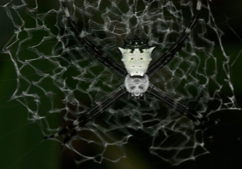 orb weavers