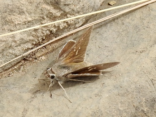Viereck's Skipper photo 5