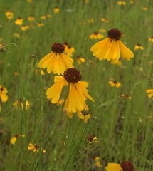 Helenium amarum badium